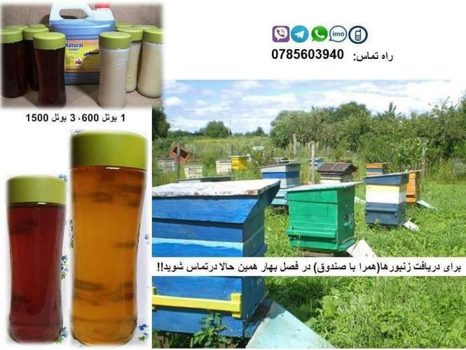 عسل طبعى/طبيعي شات!