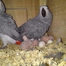 Africa grye parrot for sale