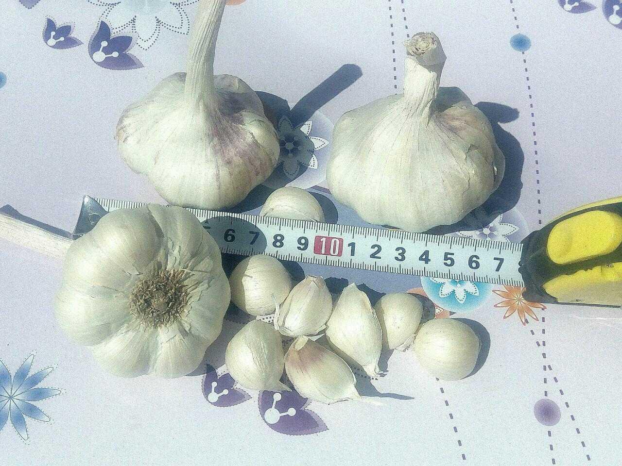 فروش-عمده-انواع-پیاز-و-سیر