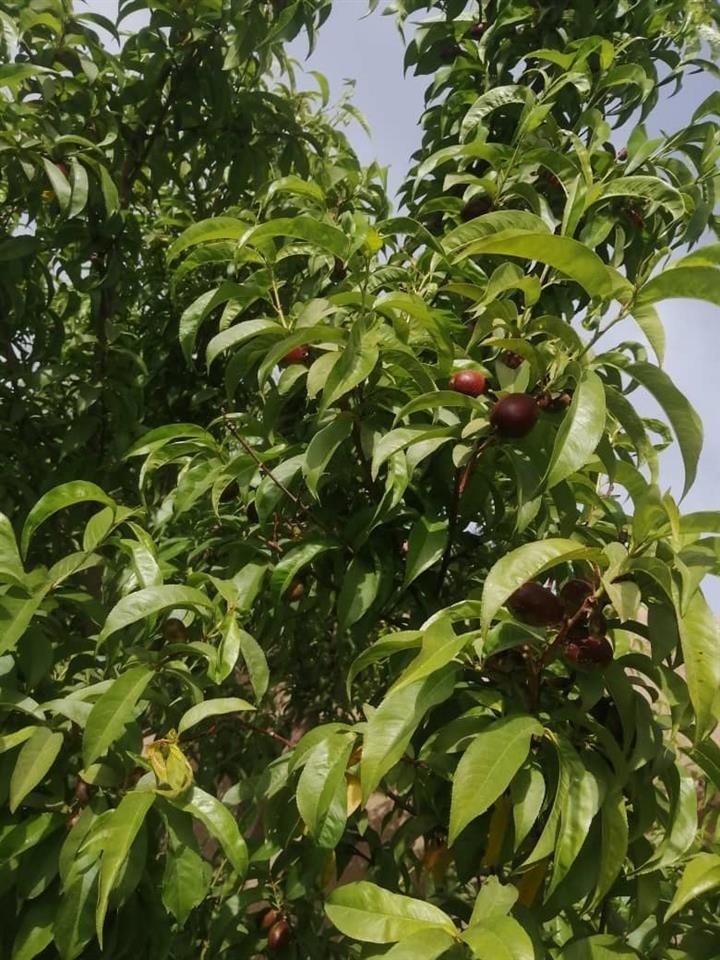 باغ-و-متصل-به-آن-زمین-زراعتی-فروشی