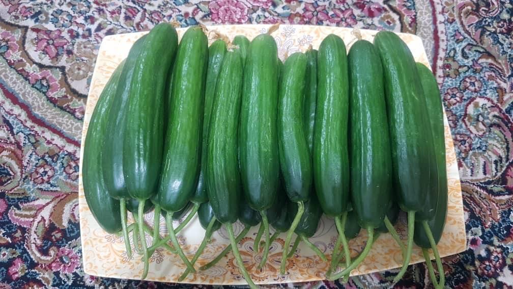 خیار-گوجه-گلخانه-ای
