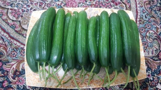 خیار گوجه گلخانه ای