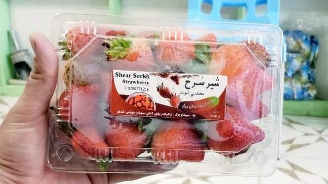 شېر_سرخ_مځکني_توت !