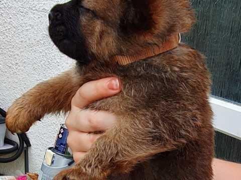 Ljubazni-štenci-Chow-Chow-za-ponovno-useljenje