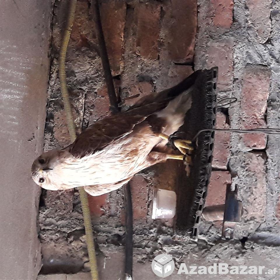 falcon-for-sale