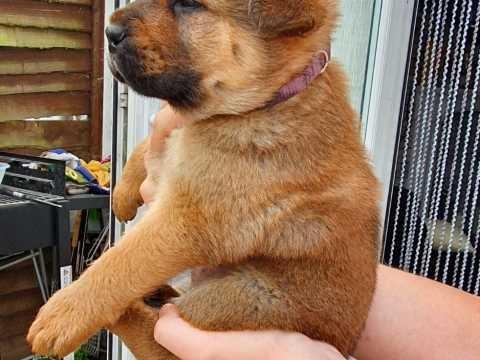Ljubazni štenci Chow Chow za ponovno useljenje