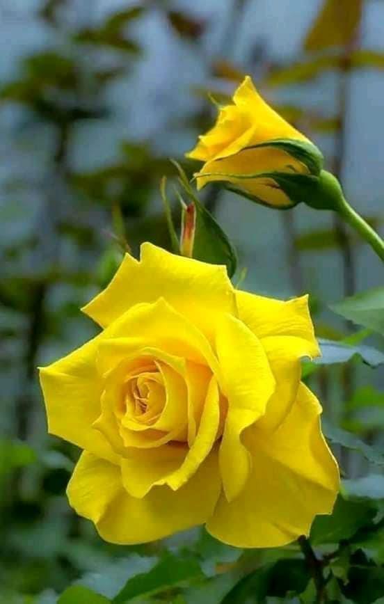 نوی-گل-گلاب-نوی-رنگونه-تازه-پرگل-سوی-دی