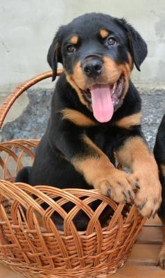 د-پلور-لپاره-Rottweiler-Puppies