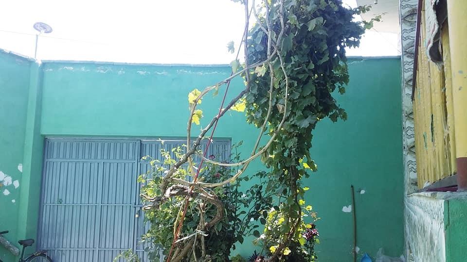دارلامان