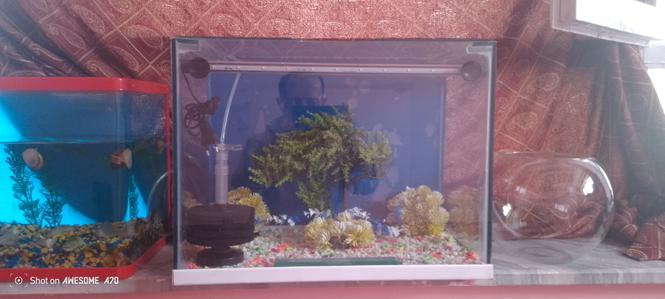 Aquarium and Fish for Sale