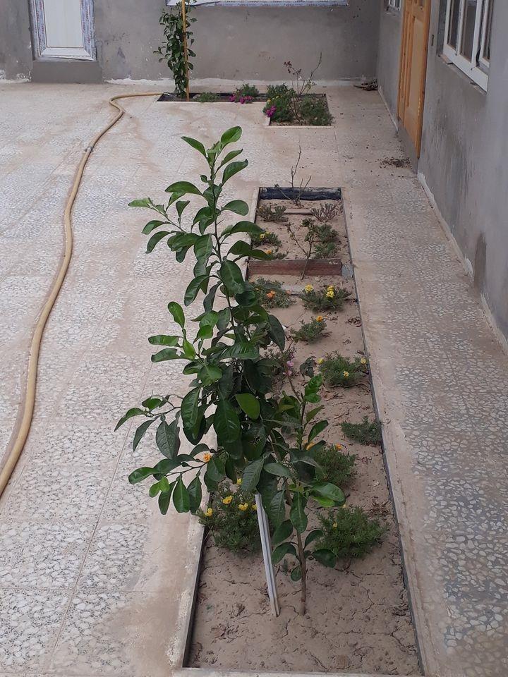 د-خرڅ-کور--سرای-