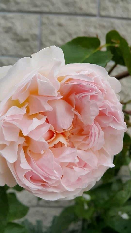 نوی-گل-گلاب-نوی-رنگونه-تازه-پرگل-سوی-دی
