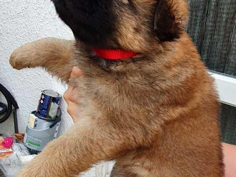 Ljubazni-štenci-Chow-Chow-za-ponovno-useljenje