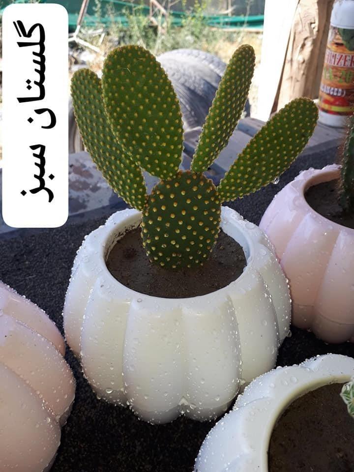 گلهای-آپارتمانی