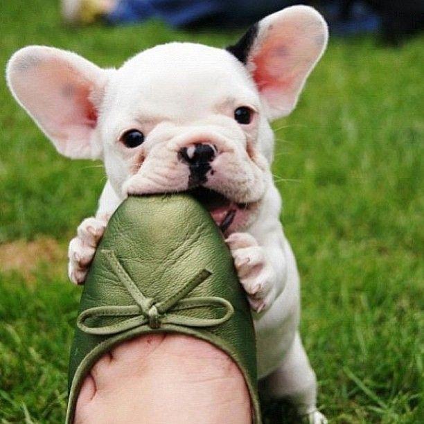 French-Bulldog-Puppies-