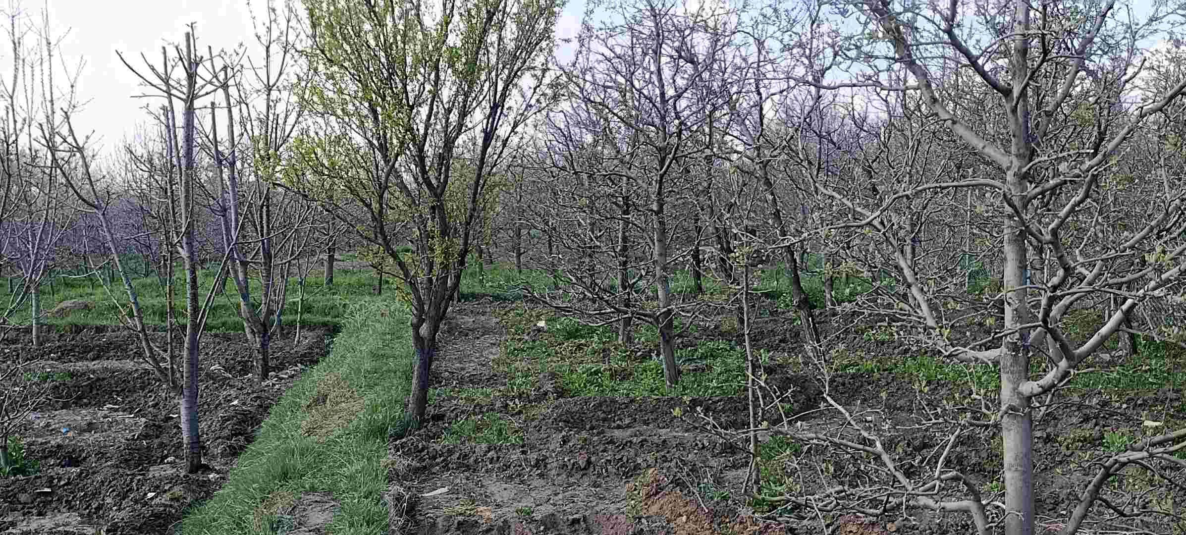 باغ-فروشی-کاملا-رسیده