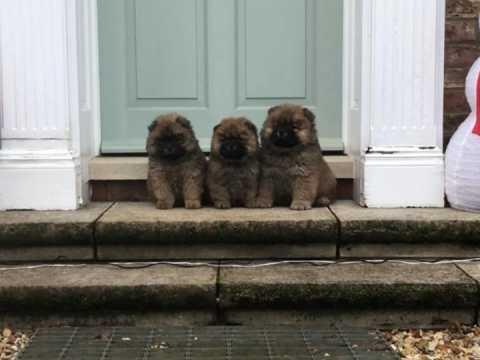 Na-prodaju-vrlo-razigrani-štenci-Chow-Chow