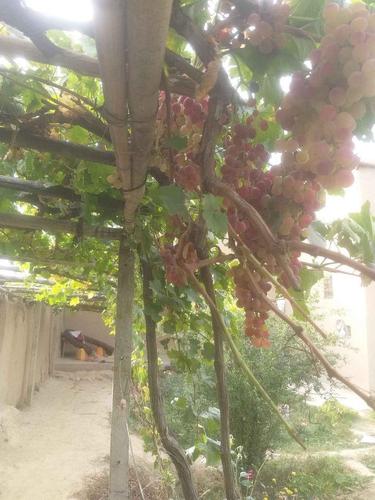 باغ و زمين فروشي عاجل خريدار واقعي فقط به تماس شود