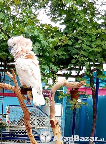 طوطی اندونزیایی moluccan cockatoo