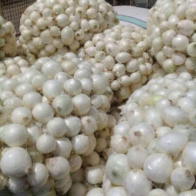 فروش-عمده-انواع-پیاز-و-سیر