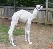 All Of Afghanistan Pets Other Leelam Af