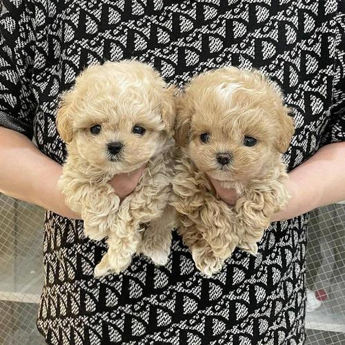 Beautiful Maltipoo pupies
