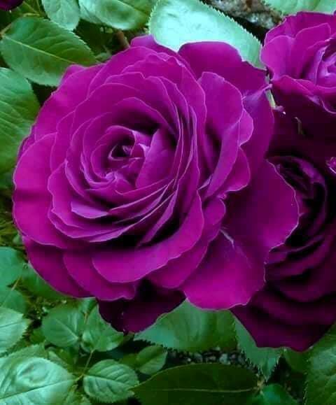 نوی-گل-گلاب-نوی-رنگونه-تازه-پرگل-سوی-دی