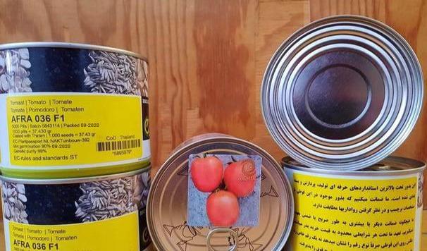 ارسال و فروش بذر گوجه افرا