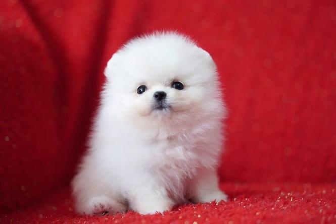 نقية بيضاء كلب صغير طويل الشعر الدب فنجان Puppies