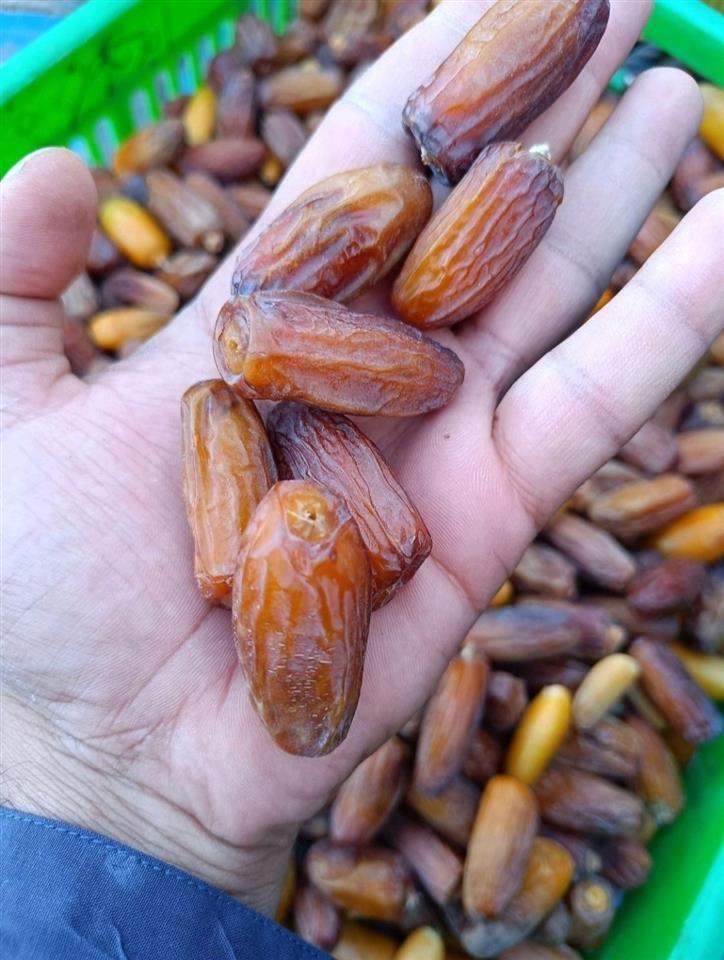 خرما-مضافتی-کلوته-ربی