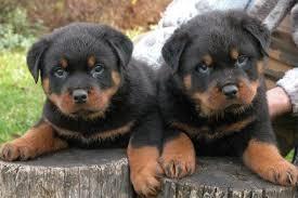 د-پلور-لپاره-Rottweiler-Puppies