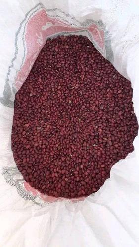 لوبیا وطنی