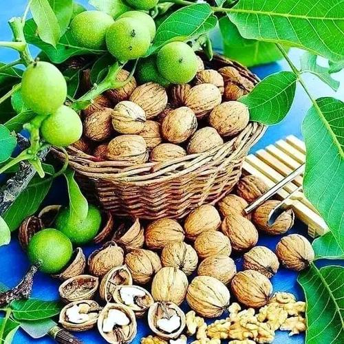 داﮐﺘﺮ ﺳﺘﺮاﻧﮓ ﻓﻮد