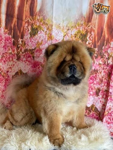Na prodaju vrlo razigrani štenci Chow Chow