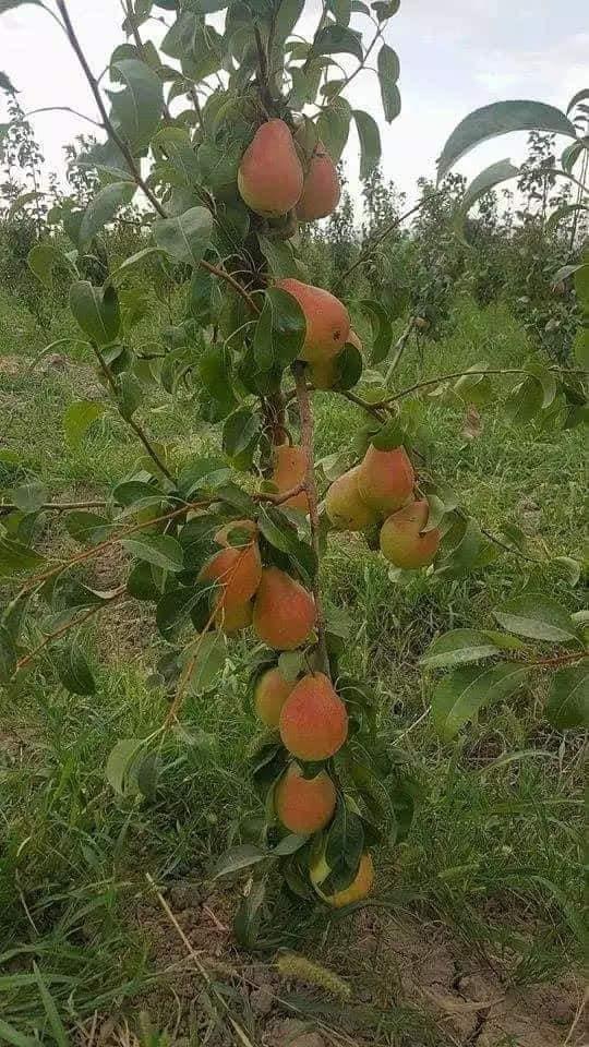 نهال-هاى-تجارتى-ناک