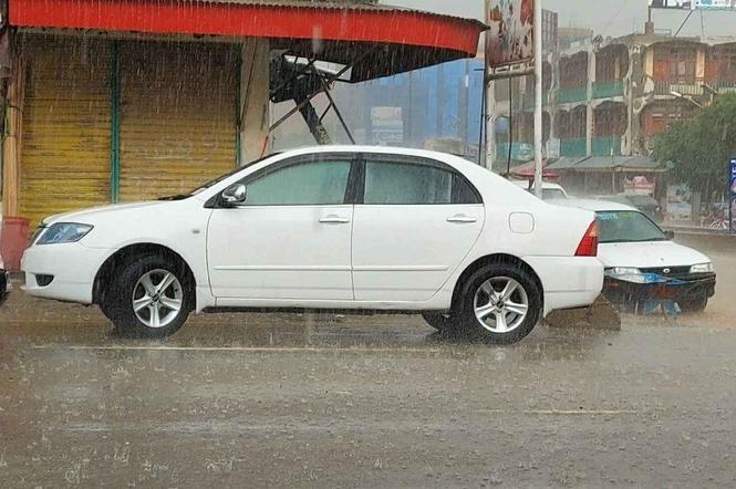 ماډل 2005. رنګ سپين ولونه ټيرنه جديد Gټوډی