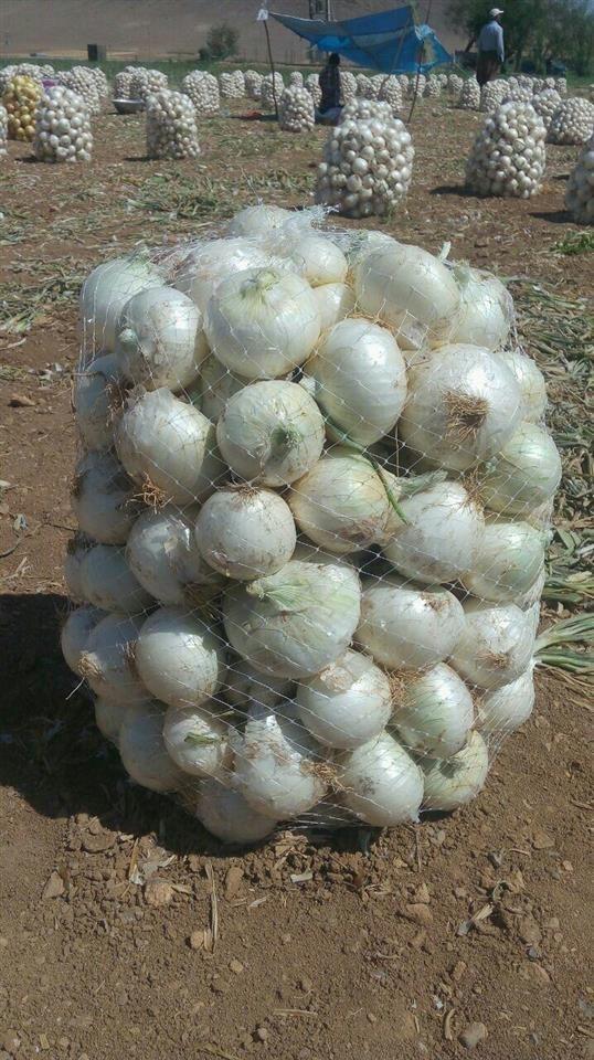 فروش-عمده-انواع-پیاز-و-سیر