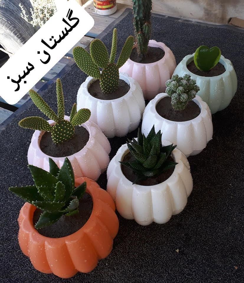 گلهای-آپارتمانی
