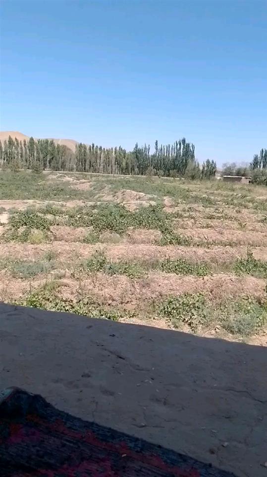 انگور-و-کشمش-انگور