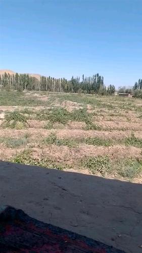 انگور و کشمش انگور