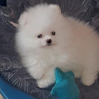د چای جام د Pompanian Puppies د اشتغال لپاره