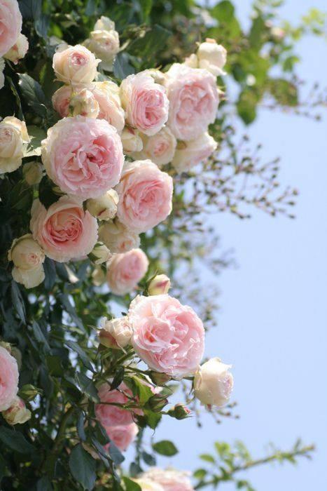 باغ-و-متصل-به-آن-زمین-زراعتی-فروشی