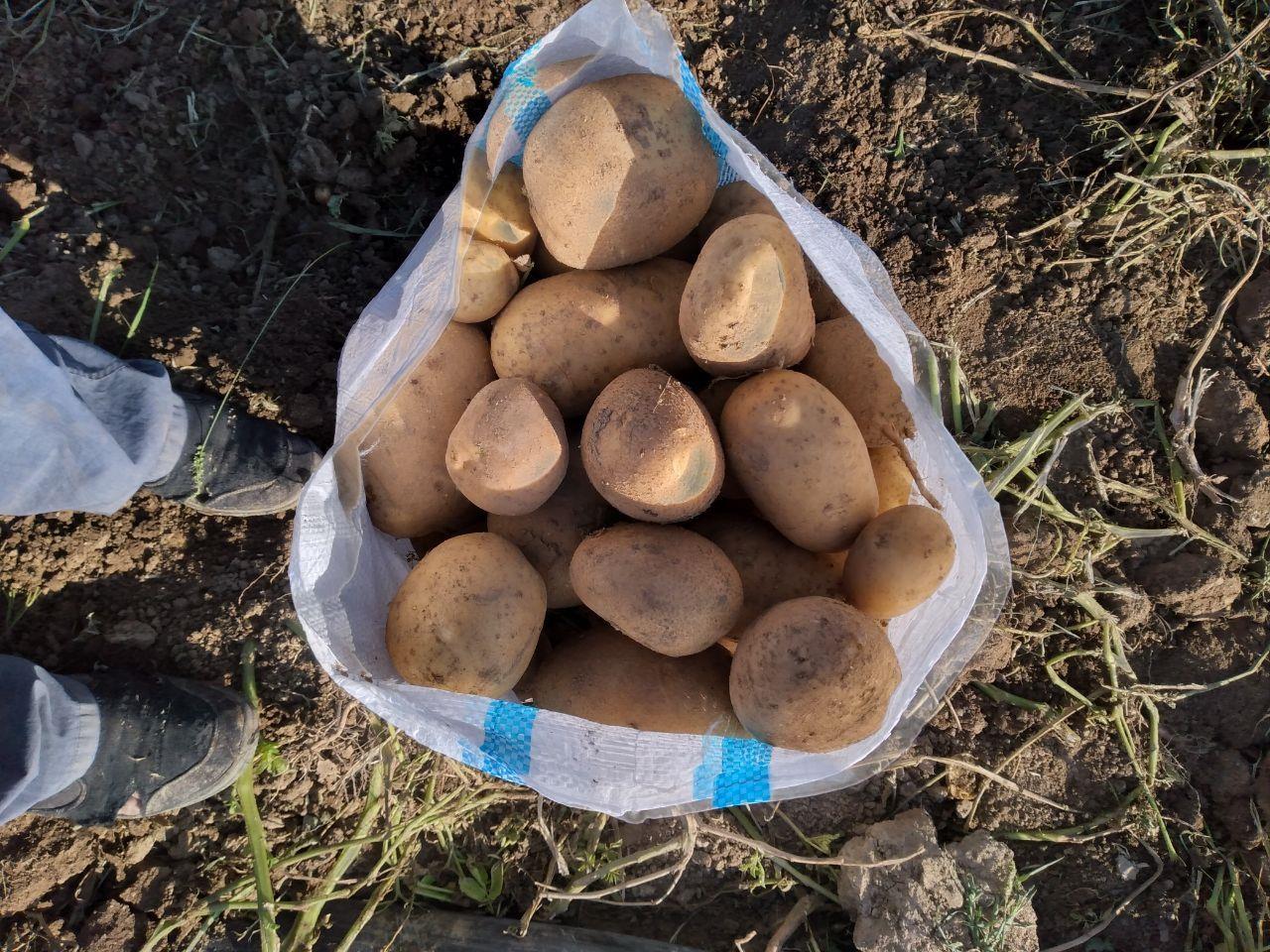 فروش-انواع-صیفی-جات-ایران