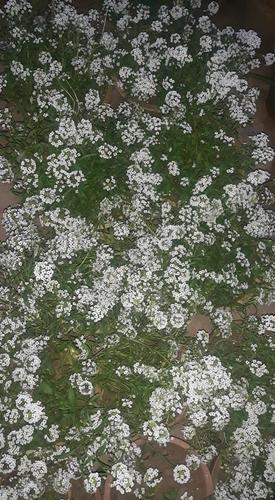 سپینه واوره دښایسته خوشبویی سره.