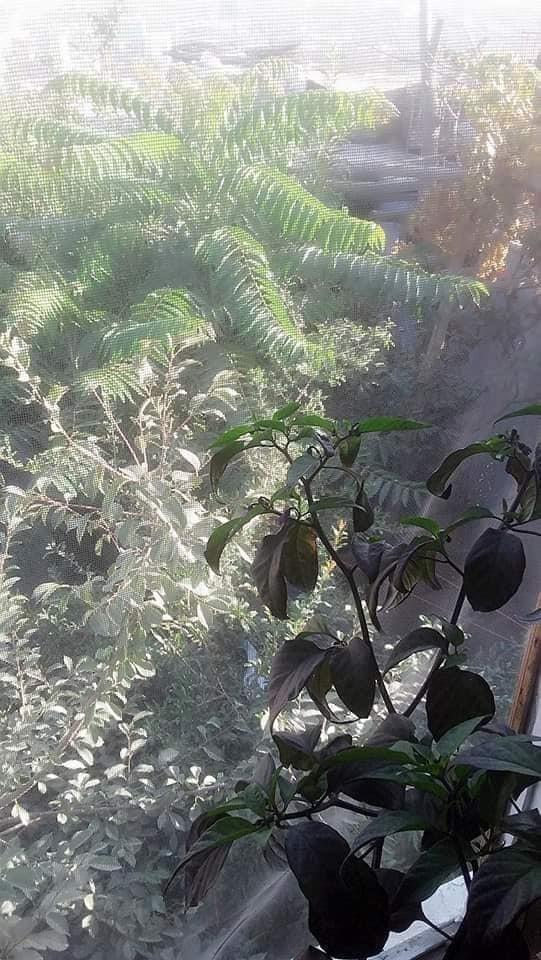 خانه-فروشی-عاجل