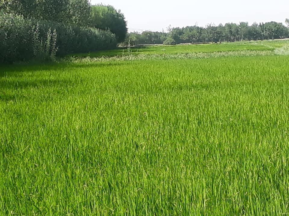 فروش-زمین-زراعتی