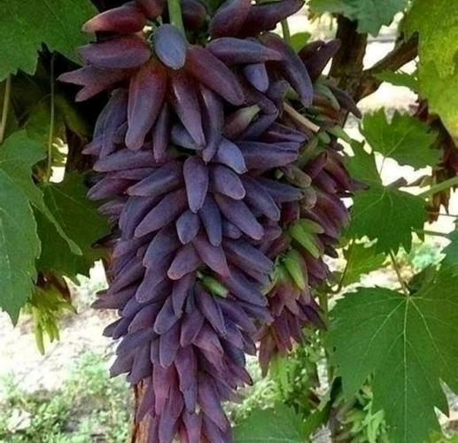 فروش انواع نهال های درجه یک و تضمینی