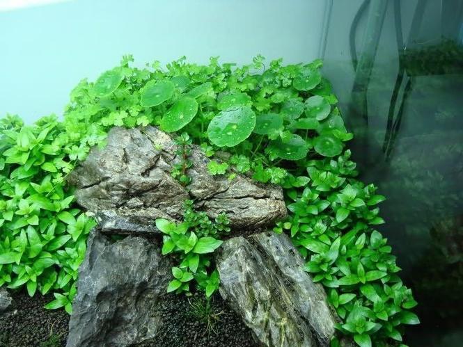 گیاه آبزی آکواریوم. Plant aquarium