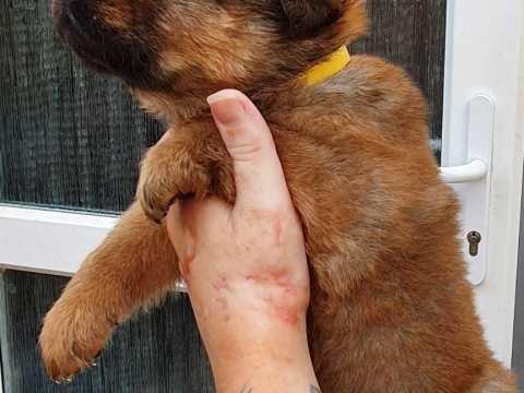 Ljubazni-štenci-Chow-Chow-za-ponovno-useljenje