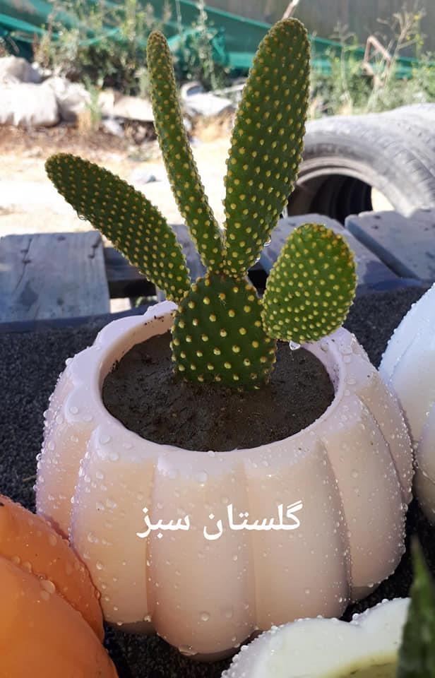 گلهای-آپارتمانی